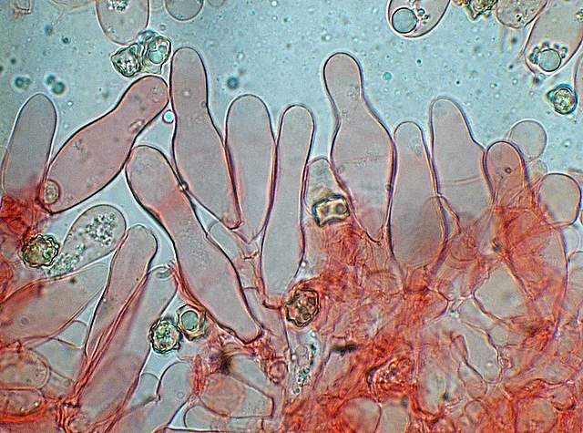 La Flora fungina negli aspetti microclimatici subtropicali